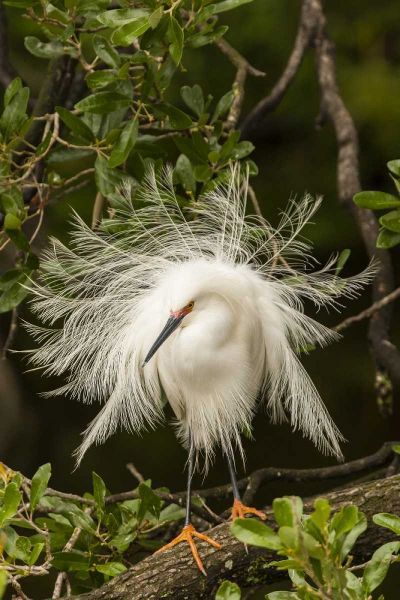 FL, Anastasia Is Snowy egret in breeding plumage